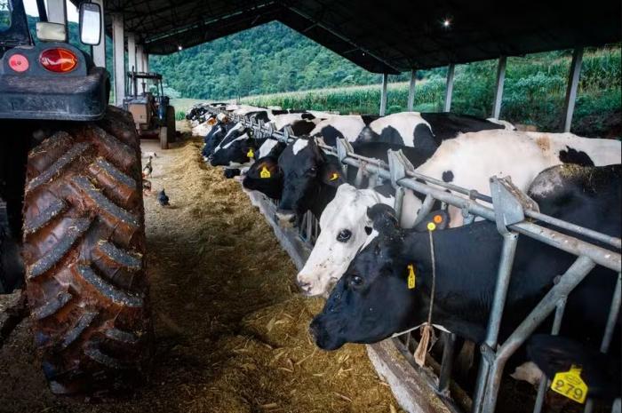 Campanha da Famurs visa ampliar consumo do leite gaúcho e projeta injeção de R$ 1 bilhão na cadeia produtiva